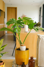 Load image into Gallery viewer, Oya-Green
